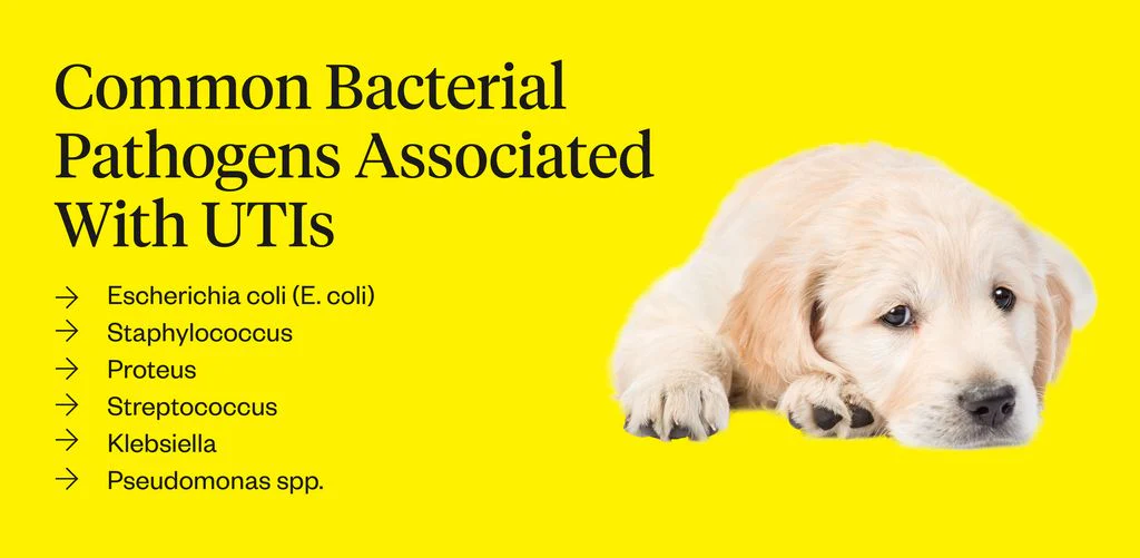 Dog UTIs: Causes, Symptoms, Treatments & Prevention