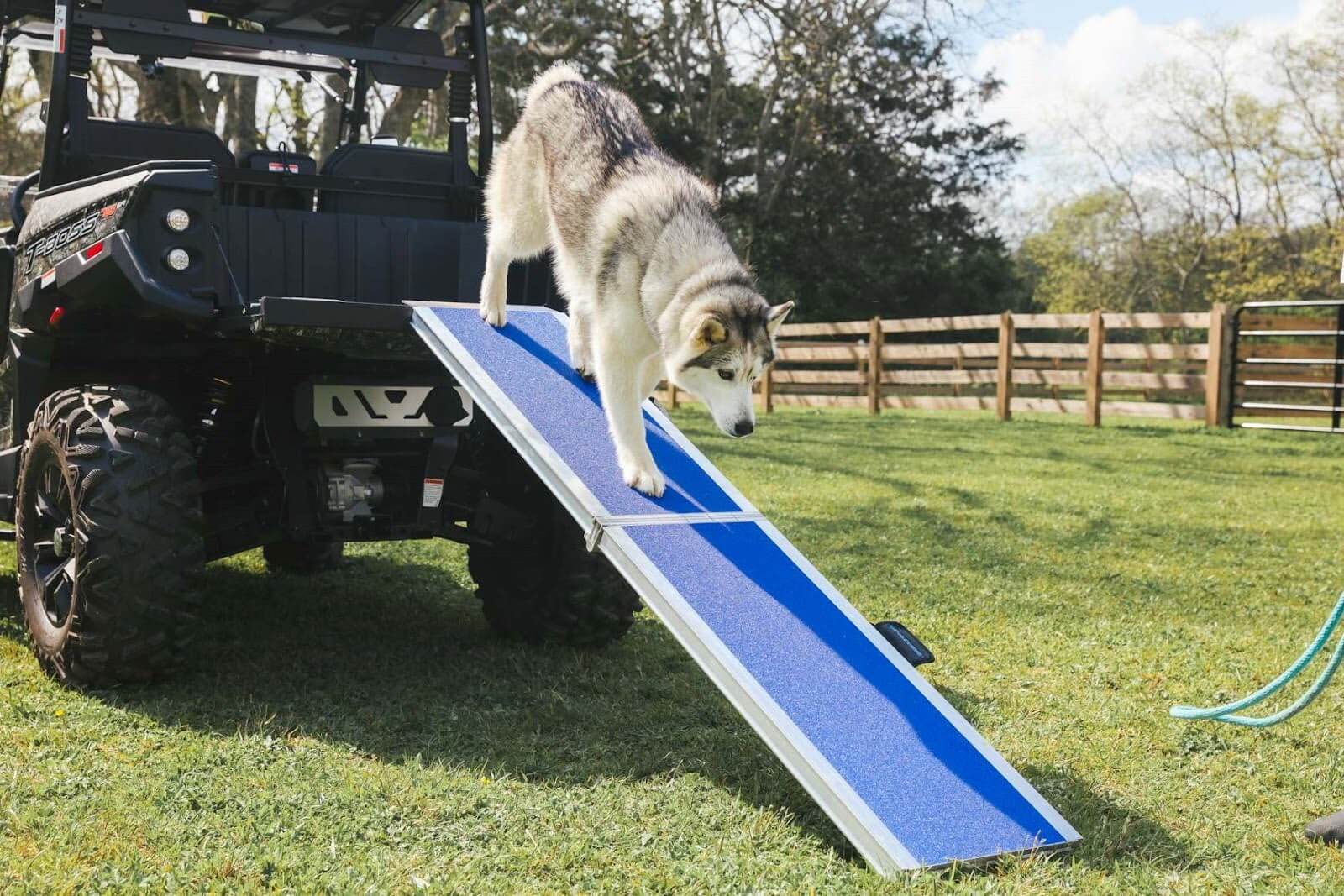 Dog Steps Vs Dog Ramps: Which Ones Are Ideal For Your Dog?