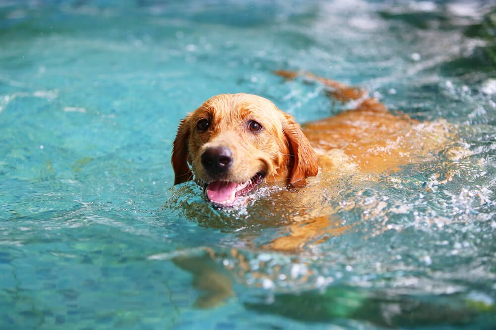 What dogs have webbed feet? These breeds were made for swimming