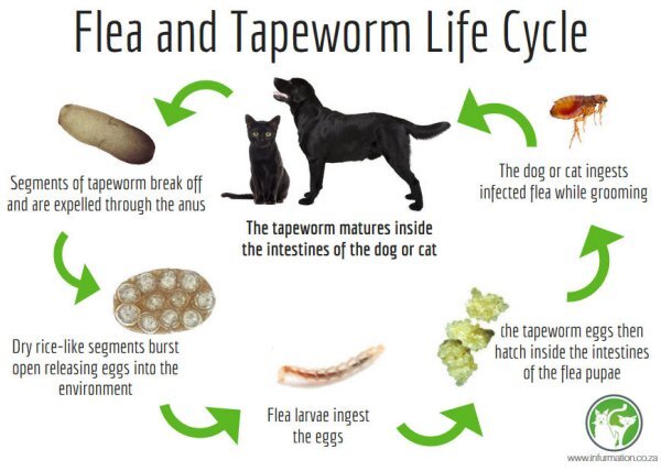 Tapeworms in Dogs: What Tapeworms Are and How To Get Rid of Them