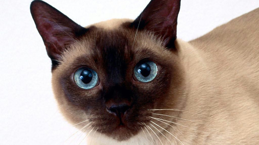 Tonkinese