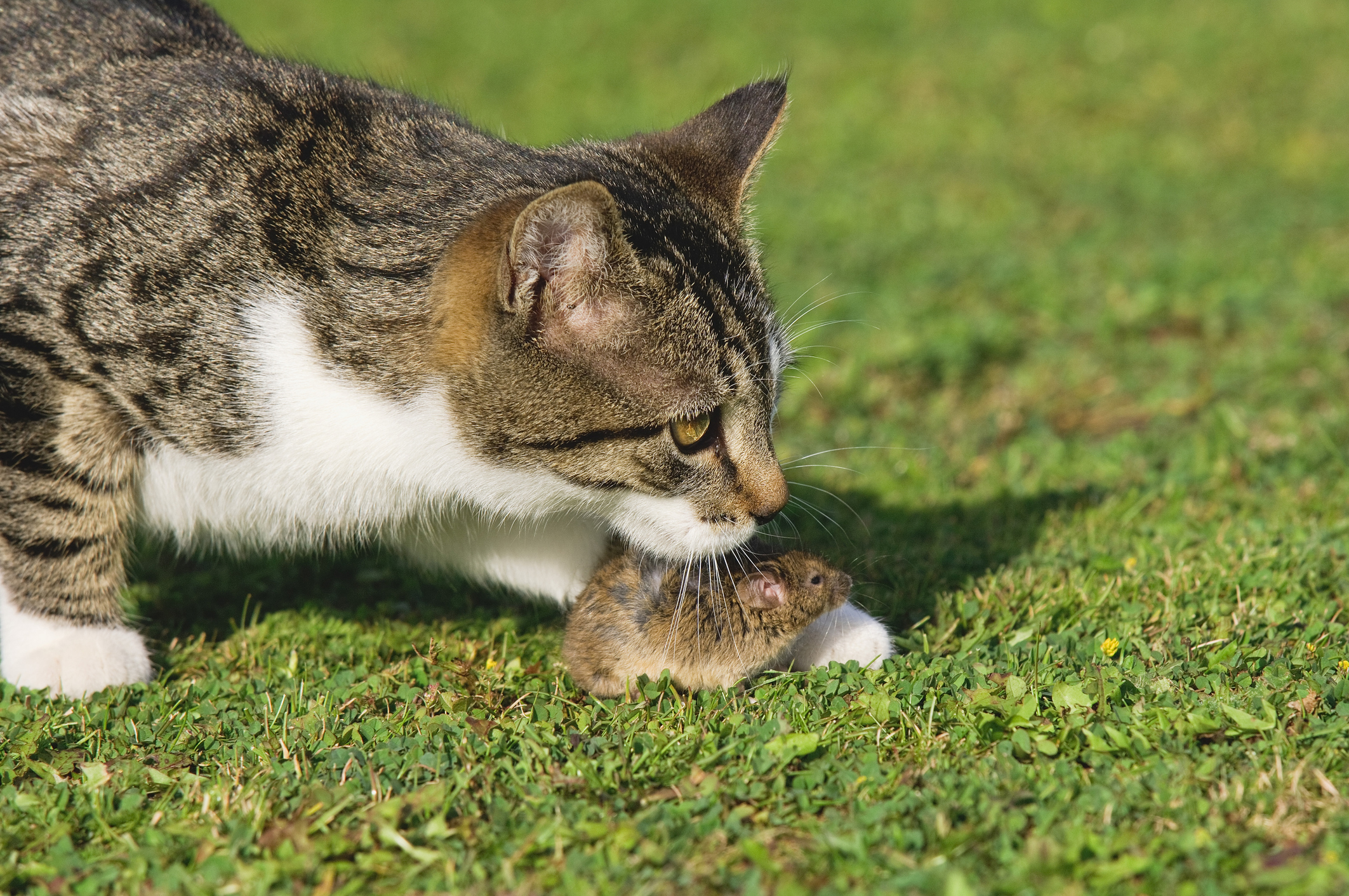 Why Do Cats Like Watching Bugs?