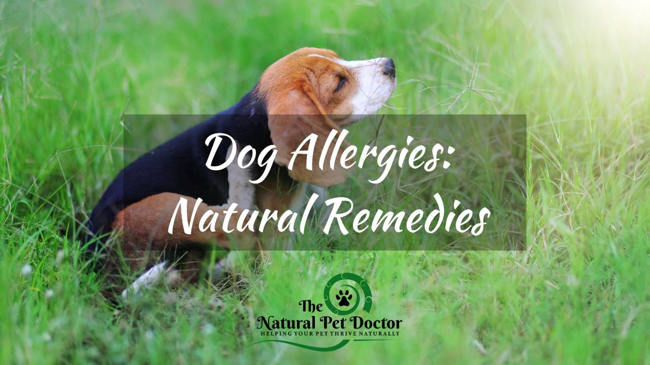 How To Manage Yeast Infection In Dogs