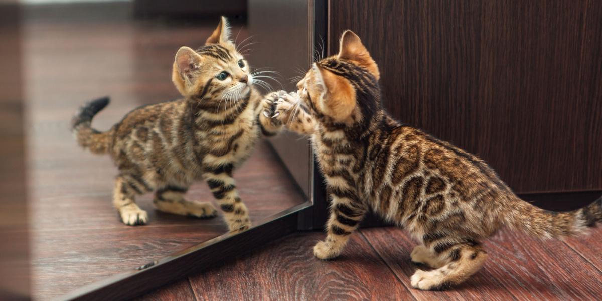 Do Cats Recognize Themselves in the Mirror? Here’s What the Science Says