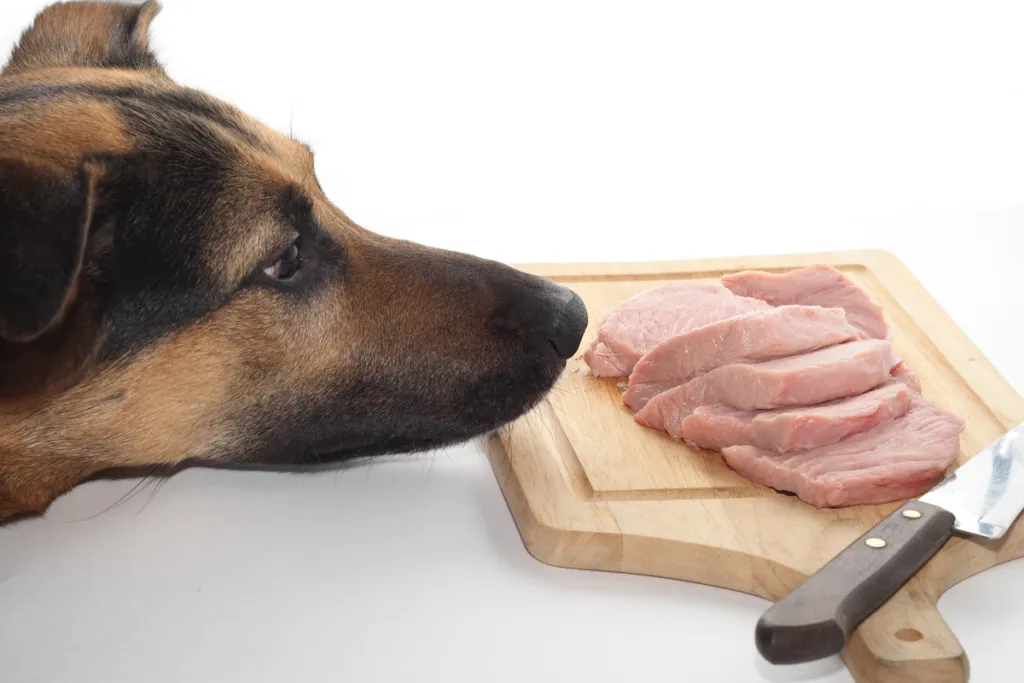 Should dogs eat pork? Here’s what you need to know