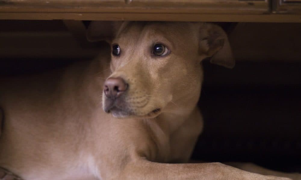 5 Ways To Help Calm Your Dog During Fireworks