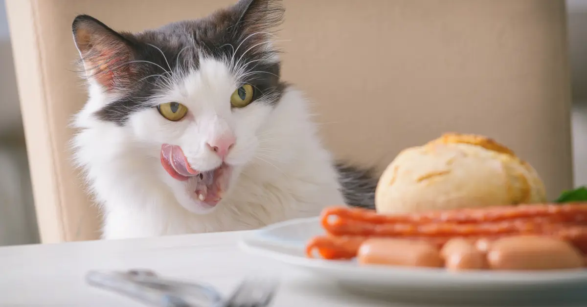 Can cats eat turkey bacon? What you need to know
