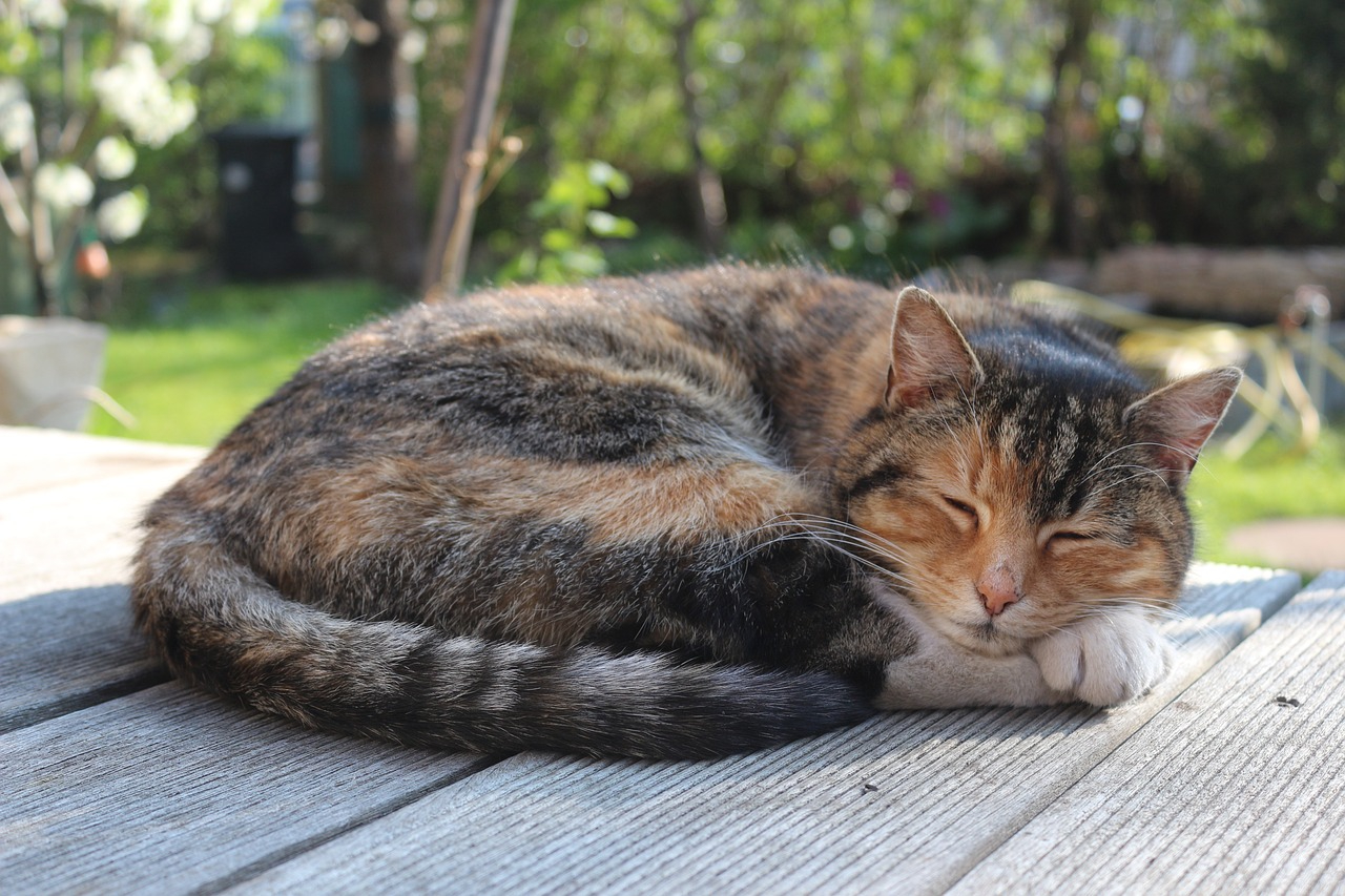 The strange reason cats sleep with their eyes open explained
