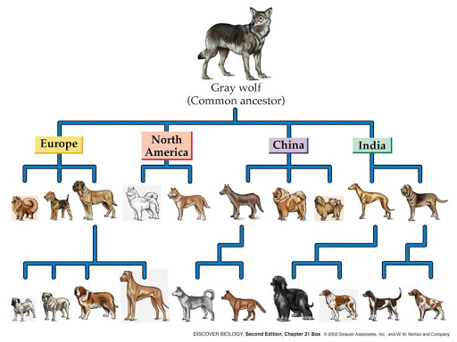 Did dogs evolve from wolves? The fascinating history behind your beloved pet