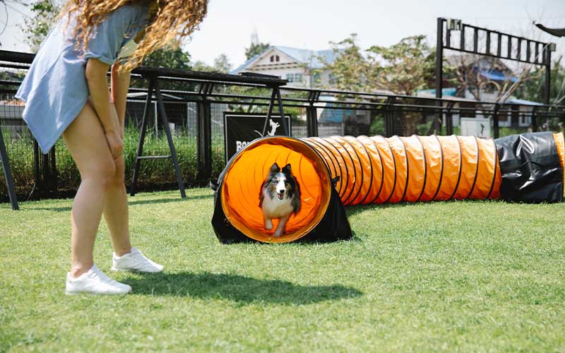 Mental Stimulation For Dogs – Best Games And Activities To Enrich Your Dog’s Life