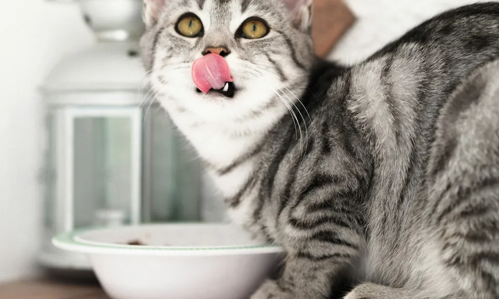 Are cats carnivores? Here’s what their diet says about them