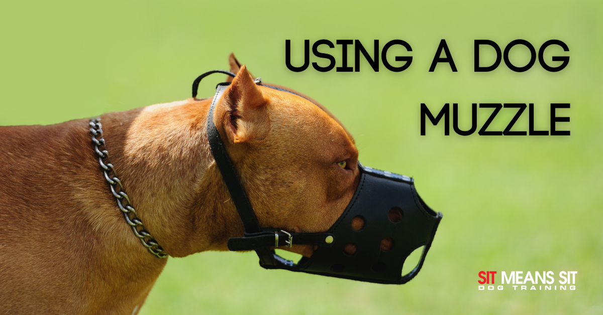 Dog Muzzles: Why, When, And How to Use Them