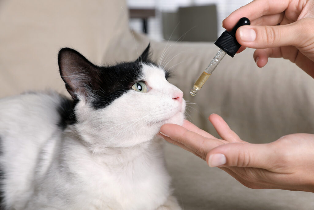 How To Give a Cat Liquid Medicine: A Step-By-Step Guide