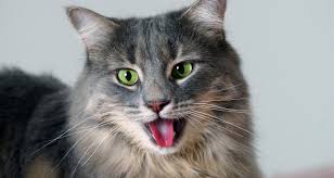 Cat Panting? Possible Reasons and When To Call Your Vet