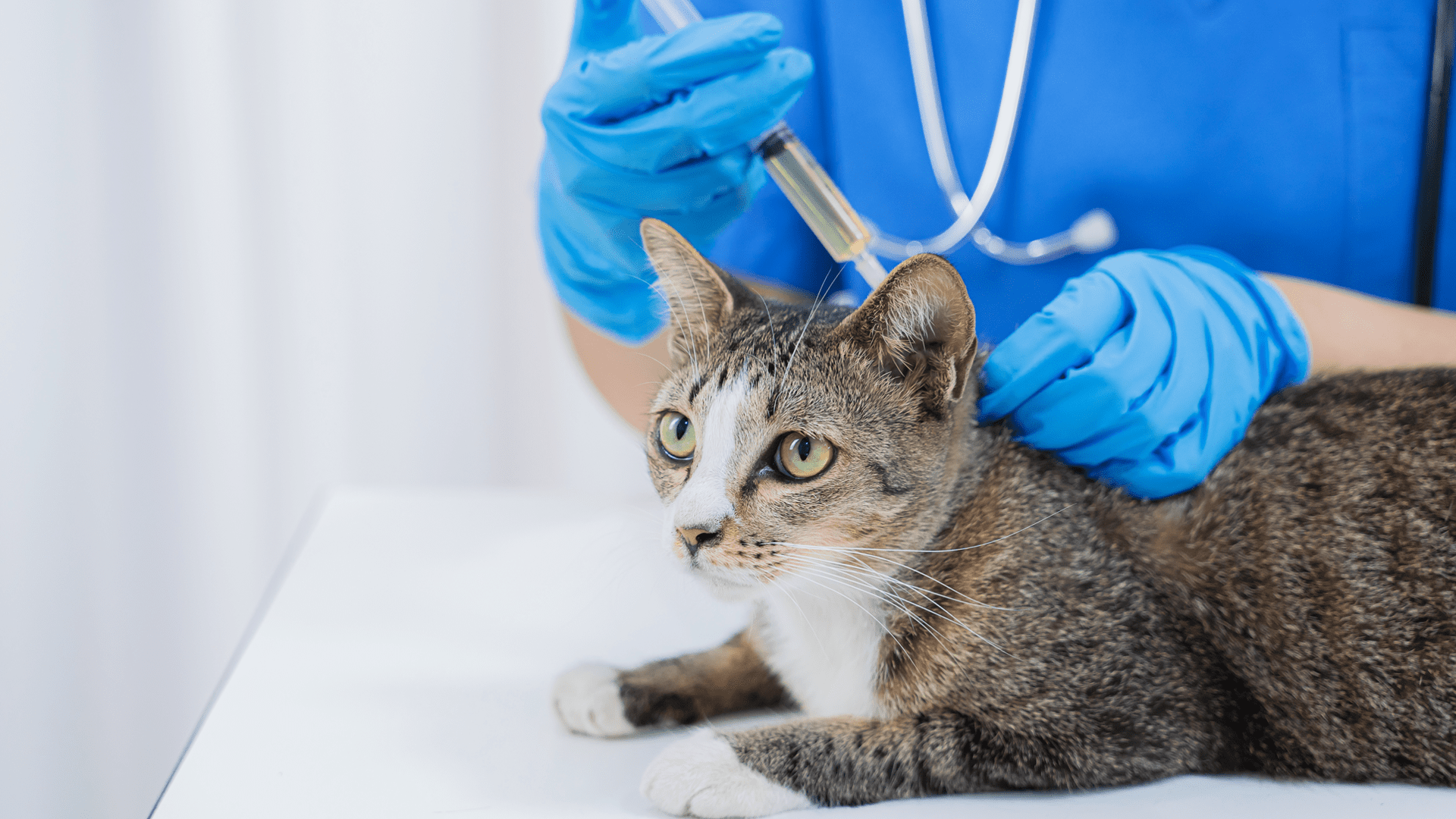 Appetite Stimulants for Cats: What Are They? And How Do They Work?