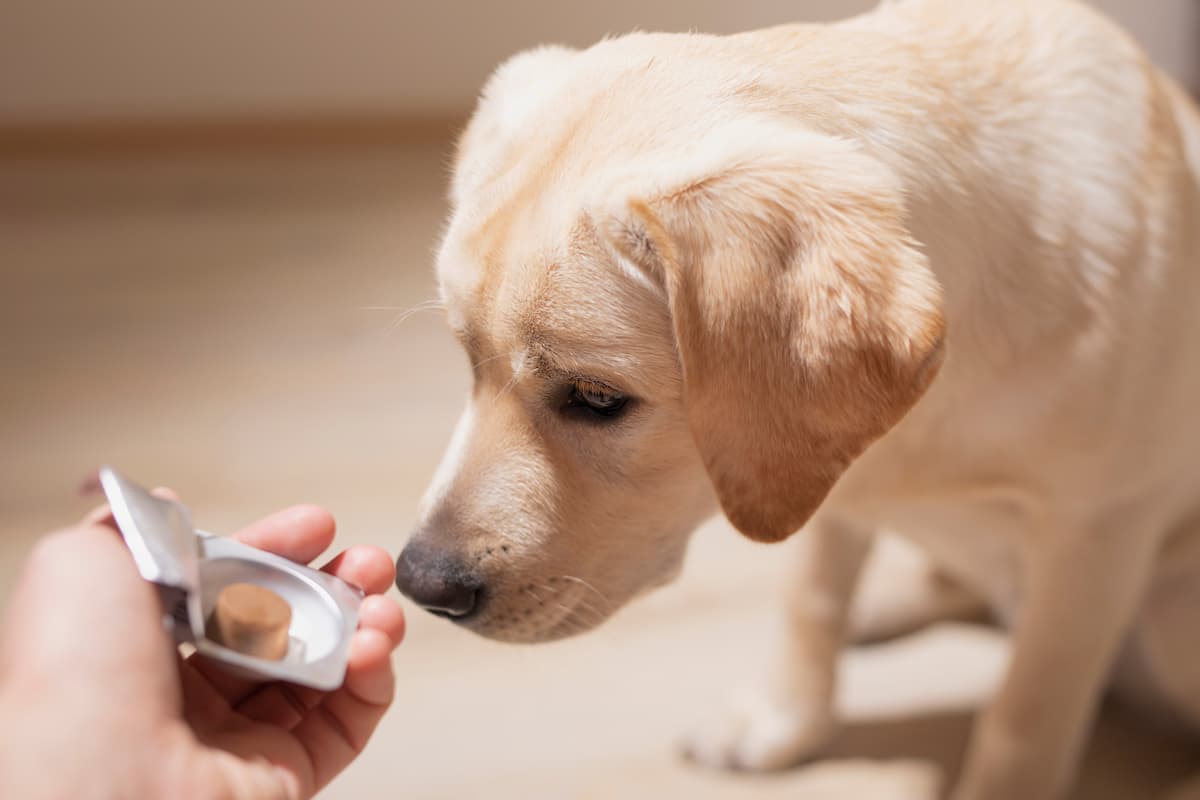 10 Top-Rated Selections: Dental Powder for Dogs 2025