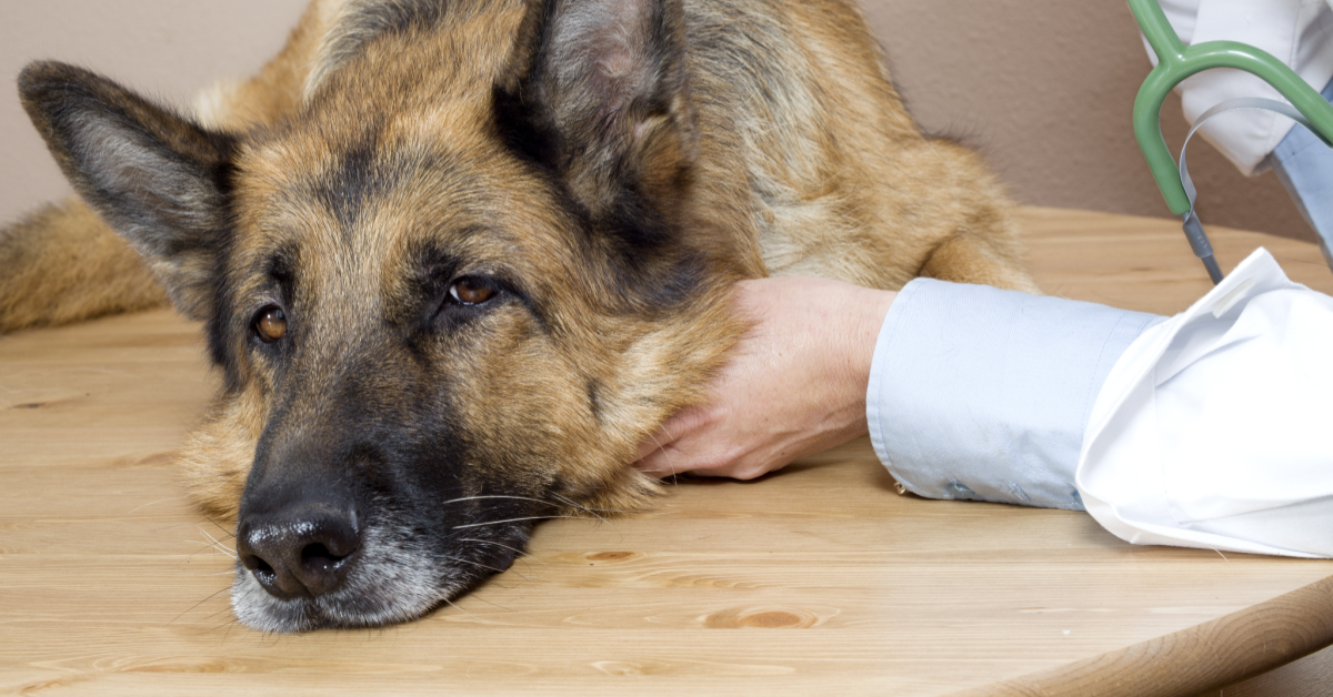 Is Your Dog Throwing Up Yellow? Causes and Simple Fixes